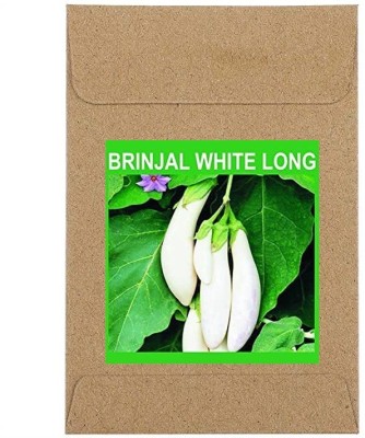 CYBEXIS Guarenteed Germination Brinjal White Long Seeds-300 Seeds Seed(300 per packet)