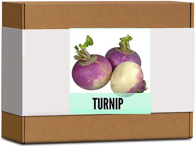 CYBEXIS High Germination Turnip Seeds2000 Seeds Seed(2000 per packet)