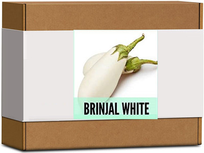 CYBEXIS High Germination Brinjal White Seeds1200 Seeds Seed(1200 per packet)
