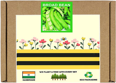 CYBEXIS F1 Hybrid Broad Beans Seeds800 Seeds Seed(800 per packet)