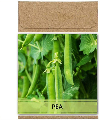 CYBEXIS Guarenteed Germination Garden Peas Seeds800 Seeds Seed(800 per packet)