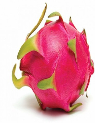 PLANTZON Dragon Fruit Seed(40 per packet)