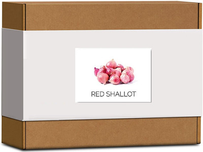 CYBEXIS High Germination Red Shallot Onion Seeds2000 Seeds Seed(2000 per packet)