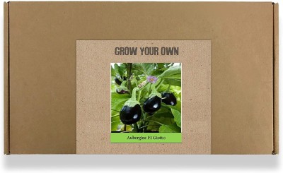 CYBEXIS Fast Germination Black Round Brinjal Seeds1200 Seeds Seed(1200 per packet)