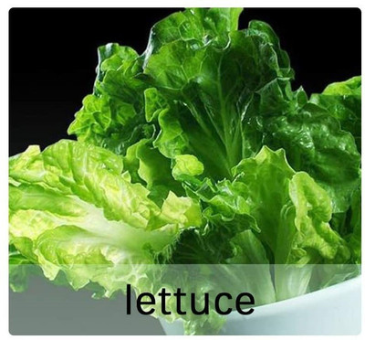 CYBEXIS Heirloom Iceberg Lettuce Seeds2000 Seeds Seed(2000 per packet)