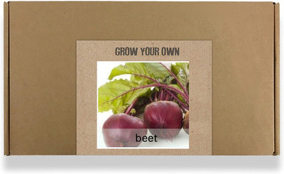 CYBEXIS Fast Germination Beetroot Seeds1000 Seeds Seed(1000 per packet)