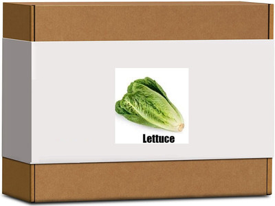 CYBEXIS High Germination Lettuce Seeds-500 Seeds Seed(500 per packet)