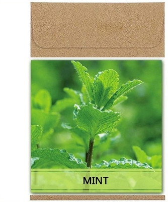 Qualtivate Mint Seed(125 per packet)