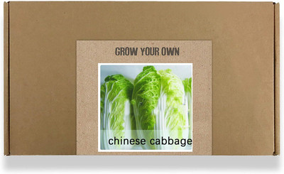 CYBEXIS Fast Germination Chinese Cabbage Seeds2000 Seeds Seed(2000 per packet)