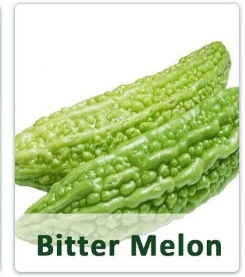 CYBEXIS Fast Germination Bitter Melon Seeds800 Seeds Seed(800 per packet)