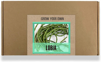 CYBEXIS Fast Germination Lobia/Long Beans Seeds800 Seeds Seed(800 per packet)
