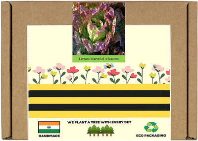 CYBEXIS F1 Hybrid Lettuce:Marvel Of 4 Seasons Seeds2000 Seeds Seed(2000 per packet)