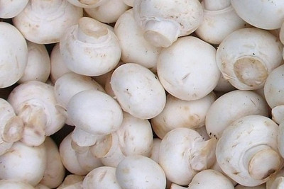 Paudha Mushroom Hybrid Seed(56 per packet)