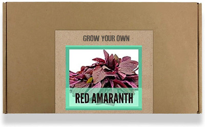 CYBEXIS Fast Germination Red Amaranth Seeds4000 Seeds Seed(4000 per packet)