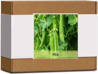 CYBEXIS High Germination Peas Seeds800 Seeds Seed(800 per packet)