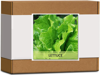 CYBEXIS High Germination Lettuce Seeds2000 Seeds Seed(2000 per packet)