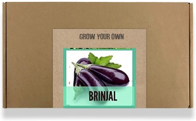 CYBEXIS Fast Germination Purple Brinjal Seeds600 Seeds Seed(600 per packet)