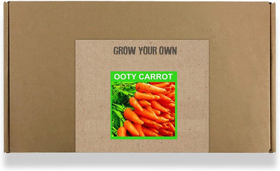 CYBEXIS Fast Germination Orange Ooty Carrot Seeds4000 Seeds Seed(4000 per packet)