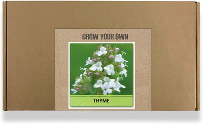 CYBEXIS Fast Germination Thyme Seeds800 Seeds Seed(800 per packet)