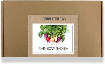 CYBEXIS Fast Germination Rainbow Radish Seeds1200 Seeds Seed(1200 per packet)
