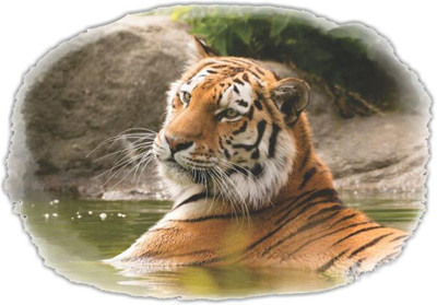Jump up 60 cm Tiger Multicolor wall sticker Self Adhesive Sticker(Pack of 1)