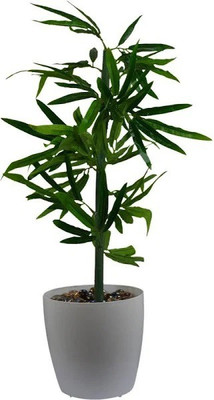 Bee Green Two Layer Bamboo Plant(Hybrid, Pack of 1)