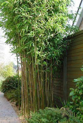 Bee Green Two Layer Bamboo Plant(Hybrid, Pack of 2)