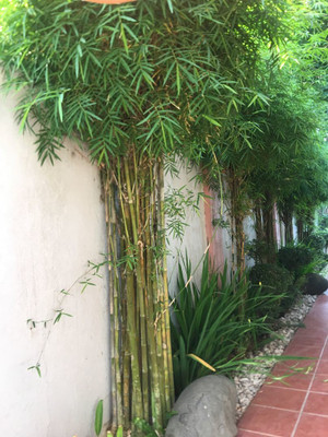 Bee Green Two Layer Bamboo Plant(Hybrid, Pack of 2)