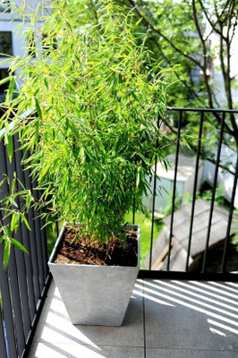 Bee Green Two Layer Bamboo Plant(Hybrid, Pack of 1)