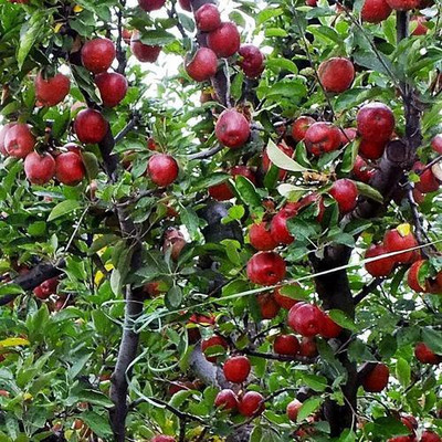 FSK Apple Plant(Pack of 1)