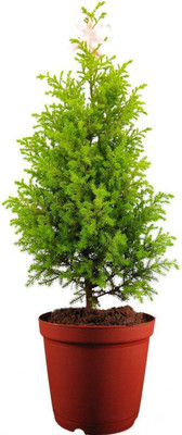 Darjeeling Planters Juniper Plant(Pack of 1)