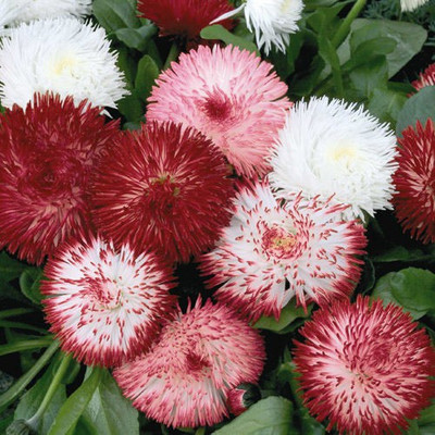 XOLDA Exotic Daisy Mixed Flower Seed(11 per packet)