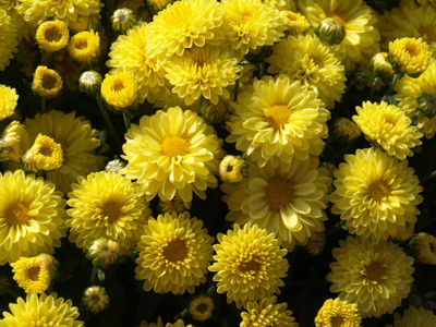 XOLDA Hybrid Chrysan Themum Seed(70 per packet)