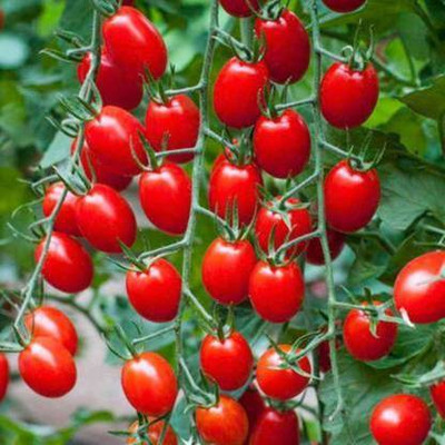 THAMMAR Arka Rakshak F1 Hybrid Tomato(250 Seeds) Seed (250 per packet) Seed(250 per packet)