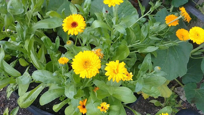 Mozette Calendula Flower Seed(32 per packet)