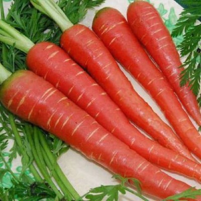 THAMMAR F1 HYBRIDE Carrot Seeds (180 Seeds ) Seed (180 per packet) Seed(180 per packet)