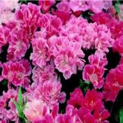 Mozette Godetia azaleaflora mix Seed(47 per packet)