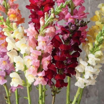 ROWTH ANTIRRHINUM MAJUS PUMILUM MIX Seed(150 per packet)