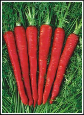 greengrow Red Carrot Seed Seed(50 per packet)