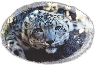 Jagvii 60 cm Leopard Self Adhesive Sticker(Pack of 1)