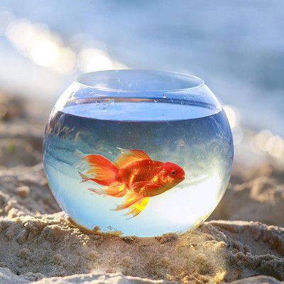 BILAL ANSARI 1.5 L Fish Bowl