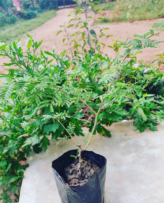 Click to purchase Shami/Jand Plant(Hybrid, Pack of 1)