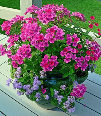 Lorvox Verbena Mix Seed(90 per packet)