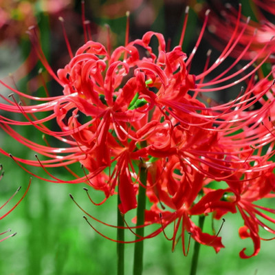DAIVISH Lily Plant(Pack of 1)