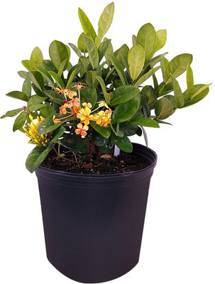 Ukanda Trothic Ixora/Chethi Plant(Hybrid, Pack of 1)