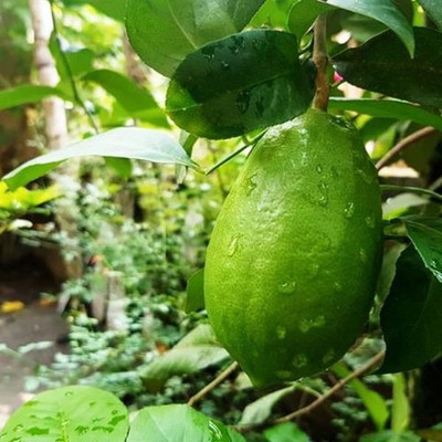 Darjeeling Planters Lemon Plant(Pack of 1)