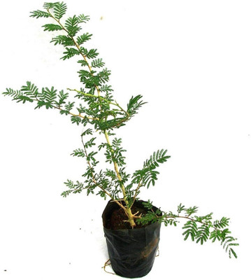 Click to purchase Shami/Jand Plant(Hybrid, Pack of 1)