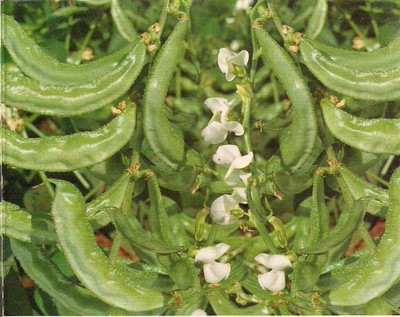 PRADHAM SEEDS BEAN Seed(100 g)