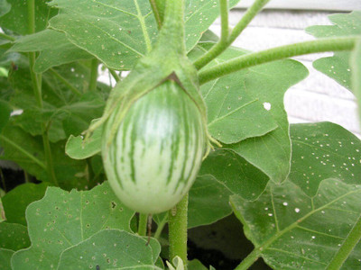 PRADHAM SEEDS BRINJAL GREEN & WHITE ROUND Seed(100 g)