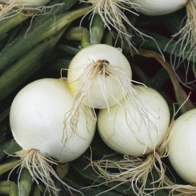 Chalisa Allium cepa, Milk white onion Seed(67 per packet)